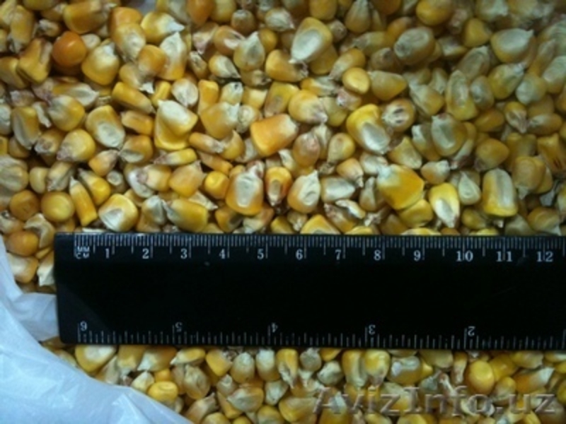 Продам соевый жмых, кукуруза фуражная - Изображение #1, Объявление #900817